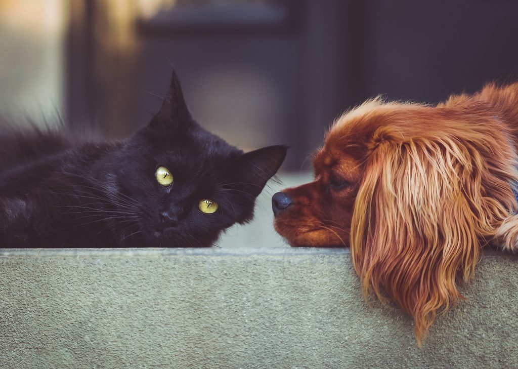 ANIMALES EN ADOPCIÓN