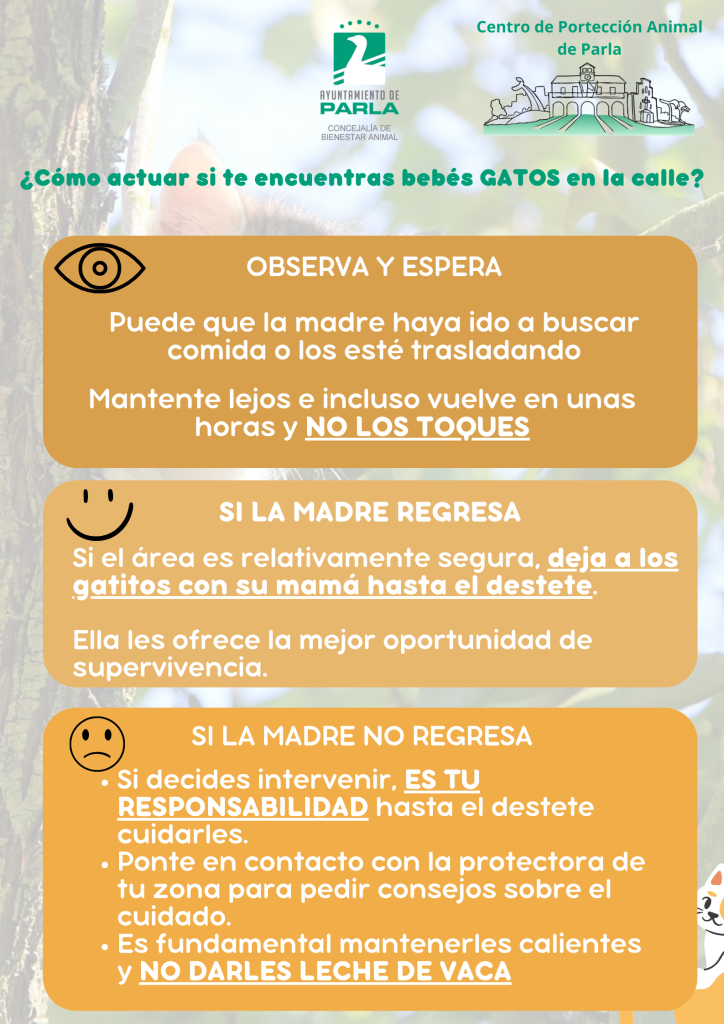 ¿Qué hacer si encuentro un gato bebé en la calle?