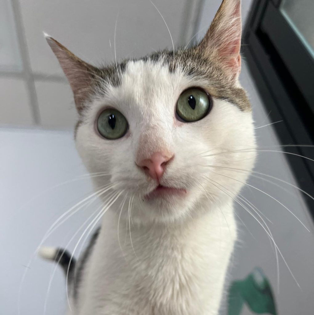 LIO