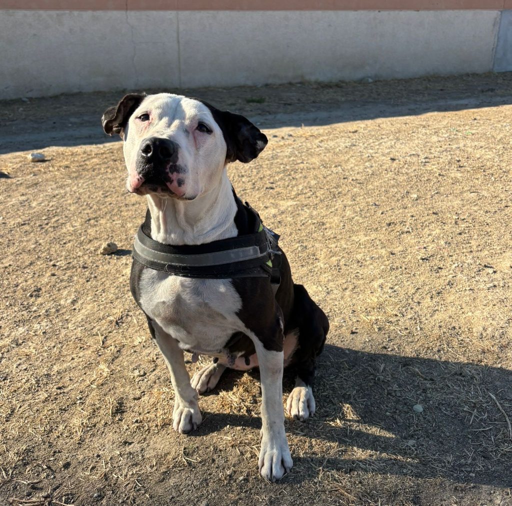KORA
